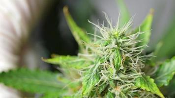 Makroaufnahme der Blütephase der Cannabispflanze mit vollem Stempel mit hohem Wachstum, einer Hand mit weißen Handschuhen, die an Pflanzenhybridisierungstechniken arbeitet, Anbautätigkeit, Menschen und Hobby, Laborexperiment video