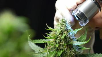 ricercatrice scienziata che utilizza un mini microscopio controllo lente d'ingrandimento su fiori di marijuana germogli superiori tricomi, coltivatore di erbacce, erba legalizzata, medicina e trattamento medici, estratti di olio di cannabis cbd thc video