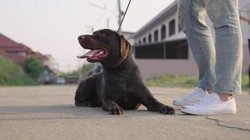 Strong dark brown Labrador dog sitting down resting on the street while taking a walk outside house neighborhood with his owner, low angle shot on the ground, dog health care and body condition video