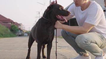 gros plan sur un jeune métis beau promeneur de chien accroupi en train de caresser un gros chiot noir, entraînement à l'obéissance des chiens, contrôle du comportement des animaux, un chien bien dressé en attente d'un compagnon video