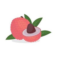 Tropical lychee fruit, color isolated vector illustration