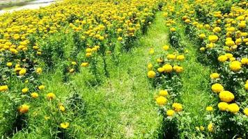 Drone video of flower field in a beautiful evening sunset. aerial view of flowers in summer evening day. camera movement