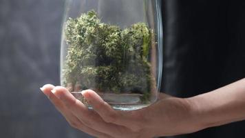 weibliche hände, die ein transparentes glas mit getrockneten kräutern halten, eine geruchsverschlussdeckeltechnologie für eine lange haltbarkeit von lebensmitteln, geruchsfrischepflege, trocknungs- und heilpflanze, alternative cannabispflanze, legalisierung