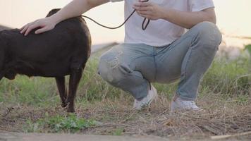 Low angle shot on casual style owner and best friend animal relax walking outside. A jean man squatting on short meadow calm stoking on his Labrador puppy head against sunset light, walk a dog video