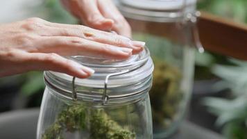 uma mão jovem abre suavemente uma tampa selada de recipiente transparente, pegando um pouco de um broto de cannabis seco, consumindo maconha para tratamento médico, experimento científico, pesquisa de benefícios botânicos