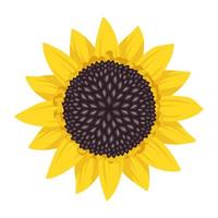 Bright sunflower flower with yellow leaves and black seeds. Element of nature, plant for decoration and design. Vector flat illustration