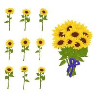 Bright bouquet of sunflower flowers with yellow petals and individual plants on stems and with leaves. Element of nature, plant for decoration and design, holiday gift. Vector flat illustration