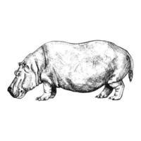 Hippopotamus isolated on white background. Sketch graphic animal powerful savannah in engraving style. vector