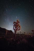 Desert vegetation and stars photo
