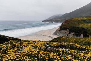 Yellow flowers on the coast photo