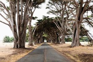 View of a tree tunnel photo