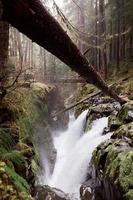 Waterfall and fallen tree photo