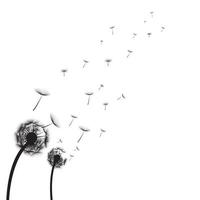 Abstract black dandelion, flying seeds of dandelion  for stock vector