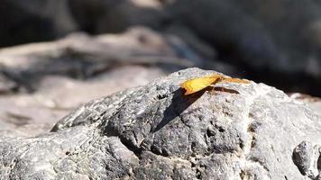 orange butterfly and stone video