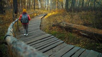 Yorkshire terrier and young woman in warm autumn clothes with thermos in backpack stroll on wooden path in national park back view slow motion video