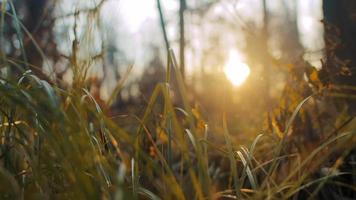 gulnat gräs och torra nedfallna löv nära kala träd som växer på skogskanten vid ljus baksida solnedgång extrem närbild slow motion video