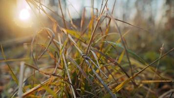Dried yellow grass and thin sticks on glade near bare trees growing in forest under blue sky at bright sunset extreme closeup slow motion