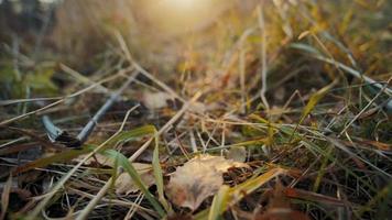 Dried brown leaves and grass strewn with thin sticks and branches at bright orange-colored sunset extreme closeup slow motion video