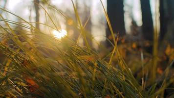 pôr do sol laranja de cor brilhante acima do gramado de grama verde vibrante crescendo na borda da floresta com árvores nuas altas no fundo closeup câmera lenta video