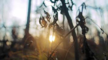 silhouet van struiktakken met droge bladeren die groeien in vergeeld gras aan de bosrand onder heldere blauwe hemel bij heldere zonsondergang close-up slow motion video