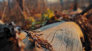 Wooden log without bark layer lying on ground under dried leaves in autumn forest against bare trees extreme closeup slow motion video