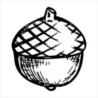 Vector hand drawn acorn illustration isolated on white background. Autumn botany sketch.