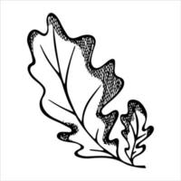 Vector hand drawn oak leaf. Autumn illustration isolated on white background. Detailed botanical clipart.