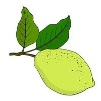 Vector Illustration of a Colorful Lemon on a Branch with Leaves.