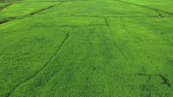 Luftdrohnenansicht der Landwirtschaft in Reisfeldern für den Anbau. Tagesflug über die grünen Reisfelder. natürlich der texturhintergrund. video