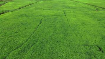 vista aérea de drones de la agricultura en los campos de arroz para el cultivo. vuelo sobre el campo de arroz verde durante el día. natural el fondo de textura. video