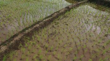 luchtfoto drone weergave van landbouw in rijst op een prachtig veld gevuld met water. vlucht over het groene rijstveld overdag. natuurlijk de textuurachtergrond. video