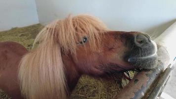 photo de cheval à fourrure brune se rapprochant de la gentillesse du monde animal video