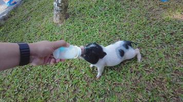 Feed the little piglets from a baby bottle by hand. cute animal world video