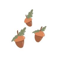 Three acorns on a white background. Oak leaves.Separated on a white background. Flat illustration. Cartoon image of acorns. For postcards, stickers, websites, books. vector