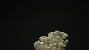odla ostronsvampar som reser sig från jorden time lapse 4k-filmer. video