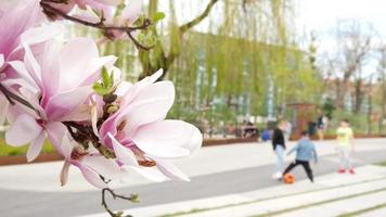 magnolia floreciendo en un patio trasero, niños jugando en una calle de wroclaw en spri video