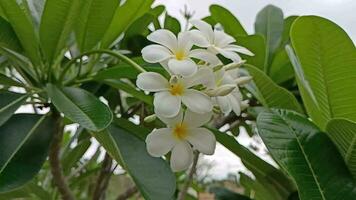 video av vita frangipani-blommor