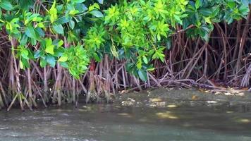 Muyil Lagoon panorama view landscape nature mangrove trees Mexico.