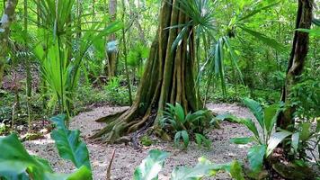 tropisk naturlig djungel skog växter träd muyil mayan ruiner mexiko. video