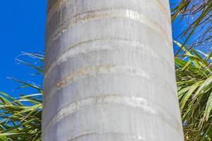 Texture pattern grey bark of palm trees Puerto Aventuras Mexico. photo