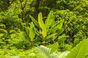 fondo de textura de bosque de selva tropical de thalang phuket tailandia. foto