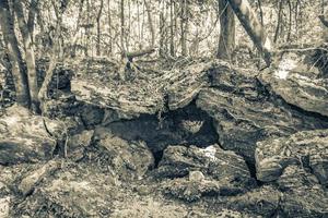 Tropical jungle plants trees rocks stones cave cenote Muyil Mexico. photo