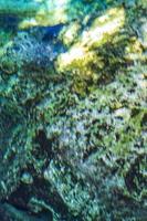 agua azul turquesa piedra caliza cueva sumidero cenote tajma ha mexico. foto