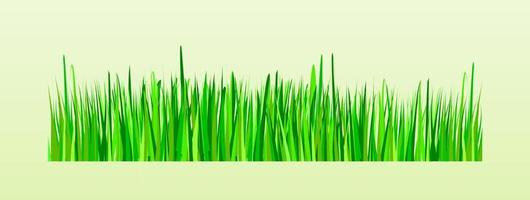 Grass Vector Transparent Illustration for Infographic Botany Posteror Graphic Element