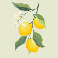 A big  branch of 3 yellow limes or lemon, small white flowers and green leaves. Isolate flat vector image.