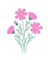 Light pink cosmos flower on white background. Romantic rustic floral illustration. vector