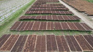 Aerial view of traditional drying tobacco leaves under the sun in Indonesia. video