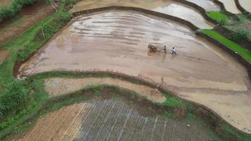 vista aérea del campo de arroz. granjero cultivando arrozales en gunung kidul indonesia. producción de arroz concepto de agricultura