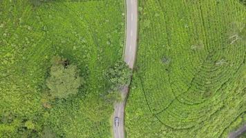 vista aérea superior da estrada no centro da plantação de chá na indonésia