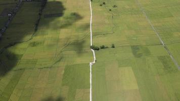 vista aérea do belo campo de arroz com estrada em yogyakarta, indonésia video